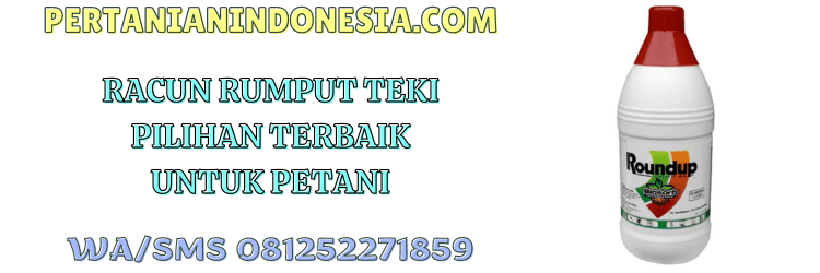 racun,gulma,teki,gulma teki,petani,pertanian indonesia